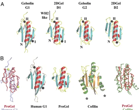 Fig. 5. Structural homology to gelsolin and cofilin. (A) The three conserved calcium-binding sites in 2DGel and 2DGel3 are shared with the first two domains of human gelsolin