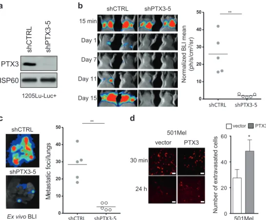 Fig. 6 PTX3 promotes melanoma invasiveness in experimental lung extravasation assay. a Immunoblot analysis of PTX3 expression on 1205Lu-Luc + control (shCTRL) and stable PTX3 knockdown (shPTX3-5) cells (see Supplementary Fig