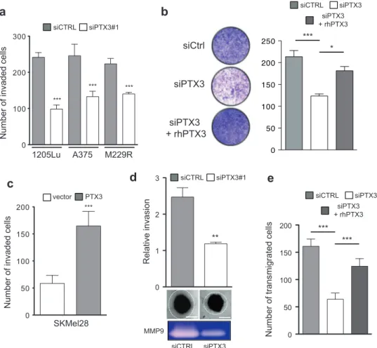 Fig. 5 PTX3 increases melanoma invasiveness in vitro. a Transwell invasion assays were performed on siCTRL and siPTX3 transfected cells (1205Lu, A375, M229R) obtained from transfections performed for migration assays (Fig