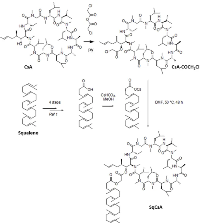 Figure 1. Synthetic scheme of the squalene cyclosporin A (SqCsA) conjugate. The squalene chain  was introduced on the side chain of the MeBmt residue through a glycolate linker by  chloroacety-lation of the CsA followed by S N 2 displacement of the chlorid