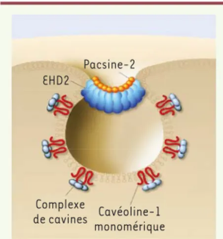Figure 1. La cavéole. Les oligomères de  cavéoline-1, en s’associant à la membrane  plasmique, la déforment en une petite  inva-gination cavéolaire de 60-80 nm