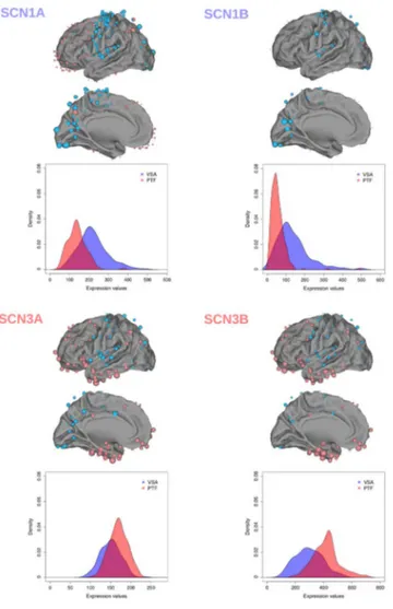 Fig. 8. Example of cortical mapping of gene expression with extreme bootstrap ratios in PTF or VSA.