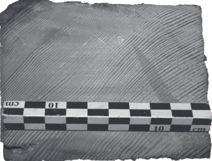 Fig. 9  – L’échantillon 0416601_362 conserve  de l’écorce (dans la partie supérieure gauche  de la photographie) et provient d’un sapin abattu  à l’automne-hiver 1533-1534 (cliché : L