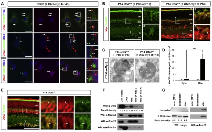 Figure 5. Mitochondrial Localization of Imported Otx2
