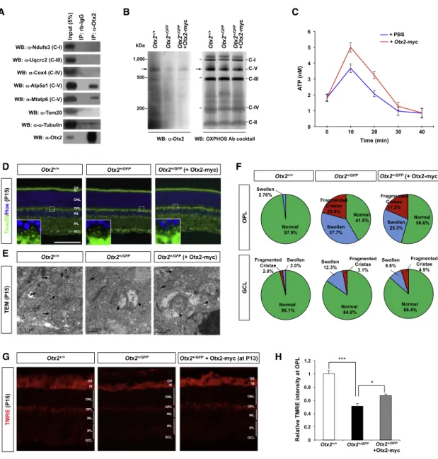 Figure 6. Exogenous Otx2 Protein Is a Component of Mitochondrial ATP Synthase