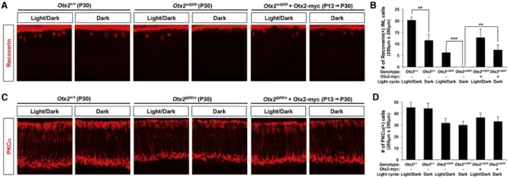 Figure 7. Otx2 Transfer to Bipolar Cell Is Protective against Glutamate Excitotoxicity