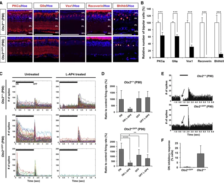 Figure 1. Subtype-Specific Degeneration Retinal Bipolar Cells upon Otx2 Haplodeficiency