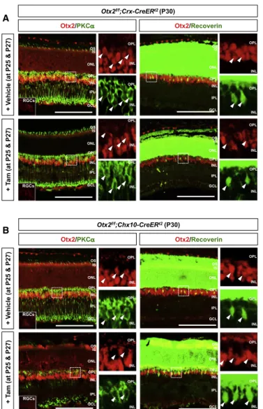 Figure 3. Intercellular Transfer of Otx2 from Photoreceptor to Bipolar Cells