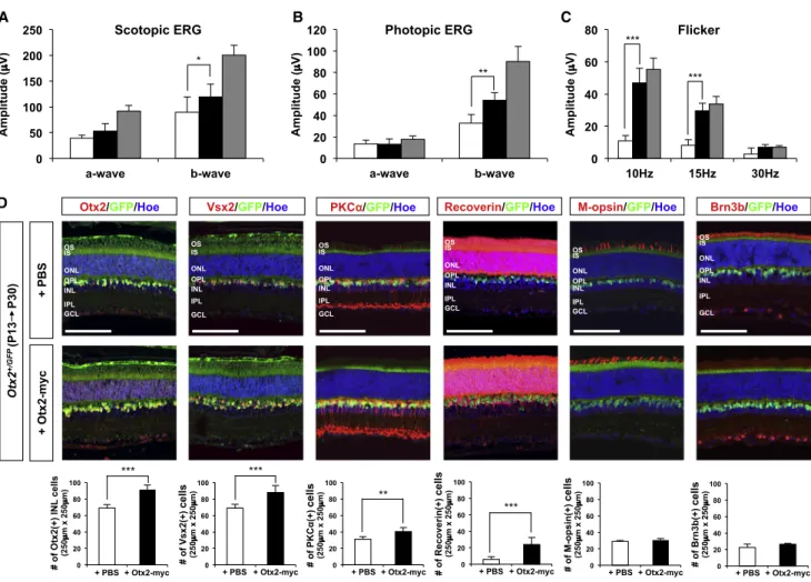 Figure 4. Intraocular Injection of Otx2 Protein Restores Retinal Activity in Otx2 +/GFP Mice