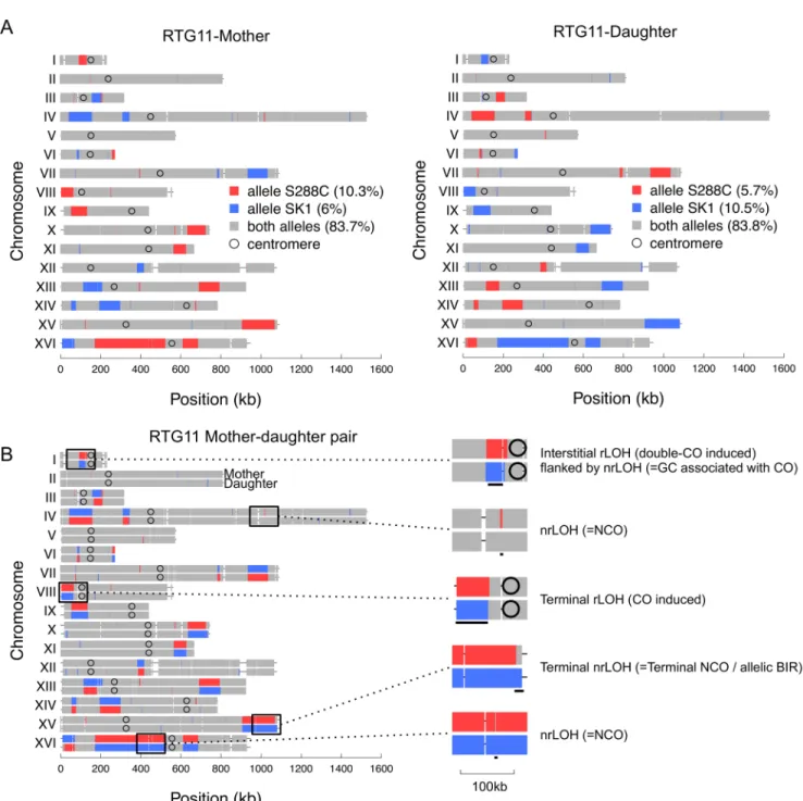 Fig 3. Genotype analysis of the mother and daughter RTG strains. (A) Genotype of the RTG11-M and RTG11-D cells
