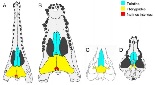 Figure 5. Crânes de A : gavial, Gavialis gangeticus (Spécimen ZOO-04721), B : crocodile, Crocodylus niloticus  (Spécimen ZOO-04720), C : fossile de Teleosaurus cadomensis, redessiné d'après Jouve 2009 et Geoffroy 1825, D :  chien, Canis lupus (Spécimen ZOO
