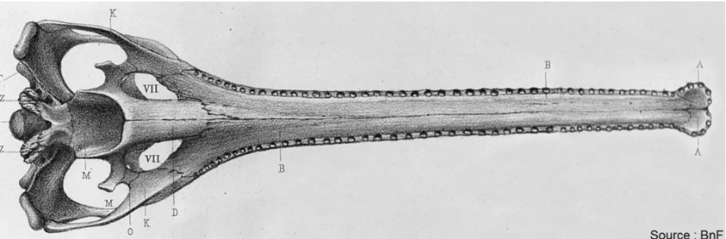 Figure 6. Face ventrale du crâne de Teleosaurus cadomensis. D : os palatin, M : ptérygoïdes