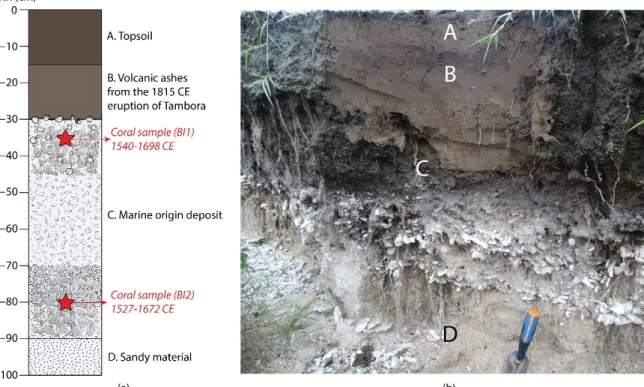 Figure 4. (a) The stratigraphic profile and (b) photo of T6 outcrop in Belang Island. 