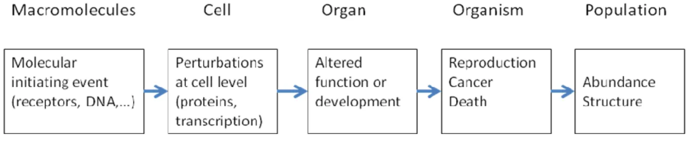 Figure  1.  Schematic  representation  of  a  sequence  of  steps  representing  an  adverse  outcome  pathway (AOP) 