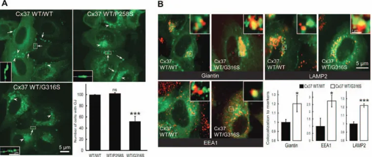 Figure 3. The Cx37-G316S variant markedly decreases the number of gap junction plaques by decreasing Cx37 exocytosis and increasing Cx37 endocytosis and  degradation