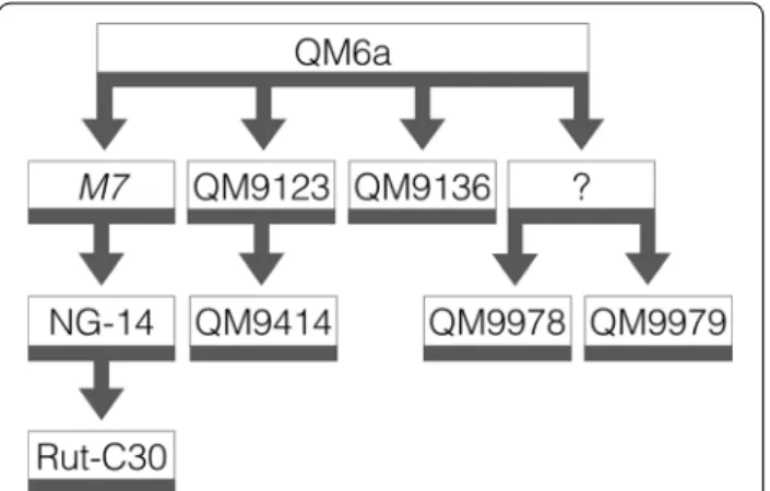 Fig. 1  Pedigree of the T. reesei strain QM9978 and its relation- relation-ship to the wild-type isolate QM6a