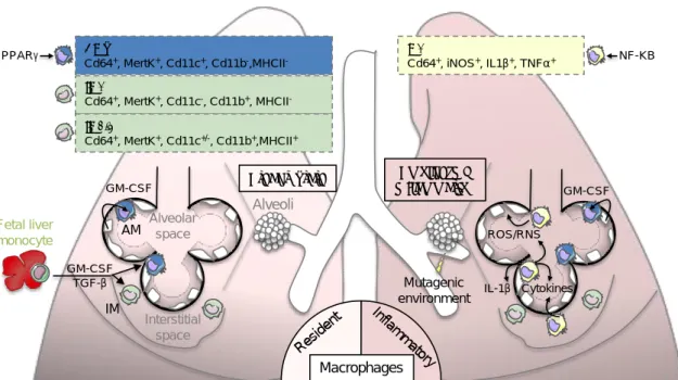 Figure 1. Lung macrophage origin and contribution to “smoldering inflammation”. Left panel: lung- lung-resident macrophages are derived from fetal liver monocytes originating during embryogenesis