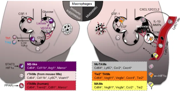 Figure 2. Macrophage effector functions as part of the 7th hallmark of cancer. Right panel: In established tumors, tumor-associated macrophages (TAMs) are the major part of the immune infiltrate that constitutes the tumor microenvironment (TME)