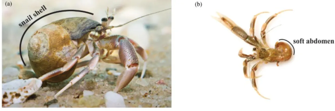 Fig. 1. P. longicarpus hermit crab. (a) The crab in its snail shell. (b) The crab removed from its  snail shell to show its soft abdomen