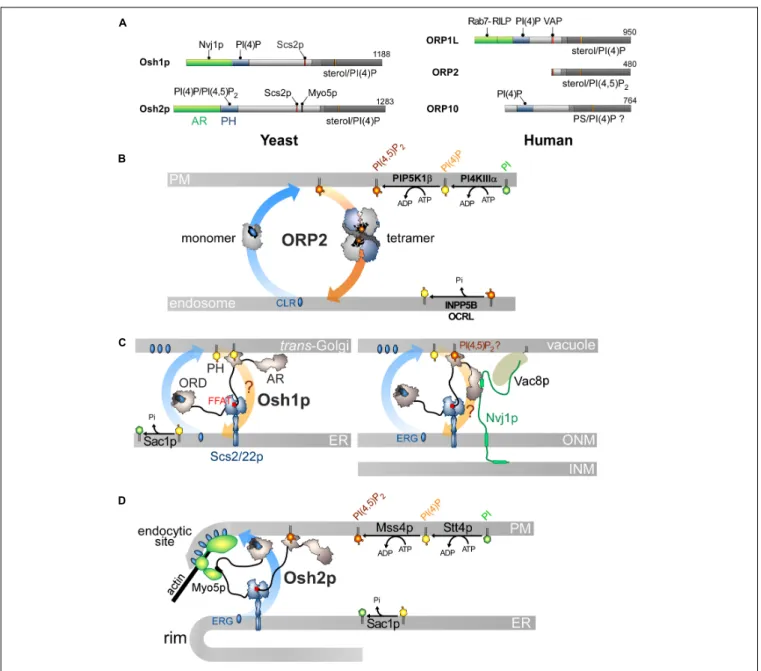 FIGURE 5 | Other ORP/Osh proteins act or likely act as lipid exchangers. (A) Domain organization of yeast Osh1p and Osh2p, and human ORP1L, ORP2 and ORP10