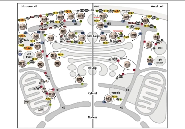 FIGURE 1 | Map of lipid exchange mechanisms coupled to PIP metabolism in eukaryotes. This map indicates the localization of LTPs, which belong to the Sec14, PITP or OSBP/ORP/Osh family, and are mostly lipid exchangers in human and yeast cells