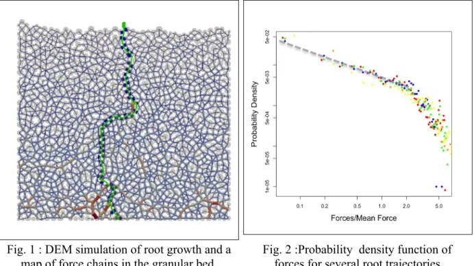 Fig. 1 : DEM simulation of root growth and a  map of force chains in the granular bed