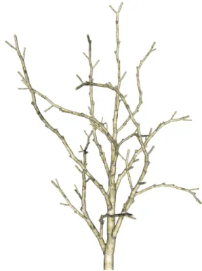 Fig. 8. Implicit representation of a poplar tree with smooth and non smooth blending [GMW04a].