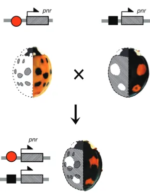 Figure 4 | Genetic basis of the mosaic dominance¶.