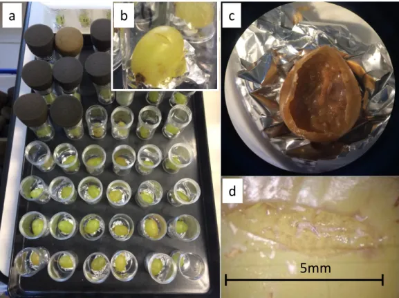 Figure  S4:  experimental  design  for  the  grape  berry  environment.  (a)  Experimental  block for grape berry treatments, (b) Experimental unit with grape berry, (c) Decaying  grape berry with live yeast, bacteria and larvae, (d) Egg cases visible near