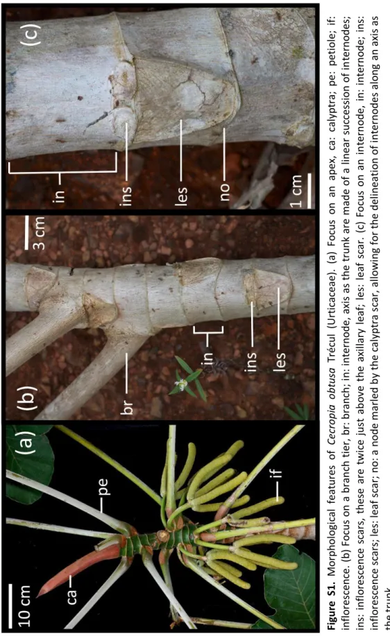 Figure S1.Morphological features of Cecropia obtusa Trécul (Urticaceae). (a) Focus on an apex, ca: calyptra; pe: petiole; if: inflorescence