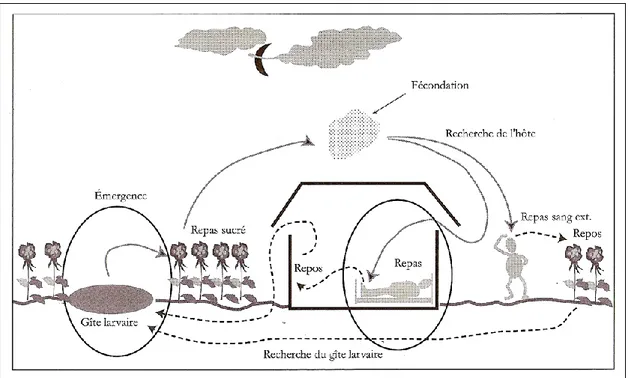 Figure 3 : Les principales phases du cycle biologique des femelles anophèles (source :  Carnevale et Robert 2009) 