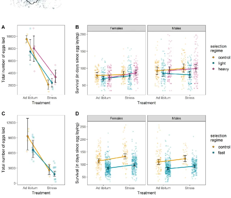 Figure 4: Adult phenotypic responses to selection on female body mass and age at first reproduction