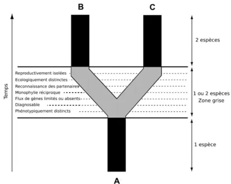 Figure 1. Représentation schématique du concept d’espèces généalogiques unifié (adapté de (Braby et al., 2012))  montrant une lignée ancestrale (espèce A) qui diverge au cours du temps pour former deux lignées filles (espèces  B et C)