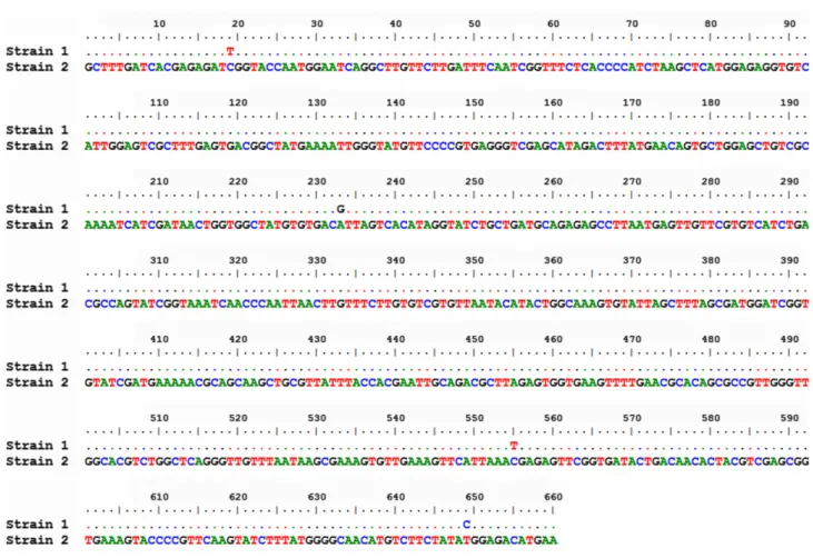 Fig. 2. Comparison of the ITS sequences from the two strains of Heterorhabditis bacteriophora.