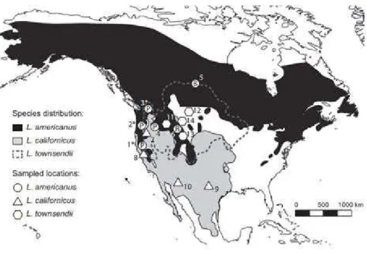 Figure 2.1 Distribution  of L.  americanus, L.  californicus  and L.  townsendii  in  North  America, and  approximate  locations of samples used in this study