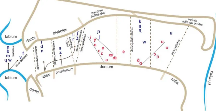 Figure  6.  Points  d’articulation  des  sons  du  français  dans  la  cavité  orale.  Les  voyelles  sont  représentées en rouge et les consonnes en bleu