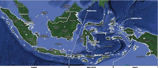 Figure  1.  Map  of  Indonesia  including  the  23  islands  considered  in  the  present  review  (Appendix)  with  biogeographic  provinces and their boundaries