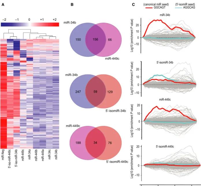 Fig. 2. Overexpression of canonical miRNAs or isomiRs induces distinct gene expression patterns