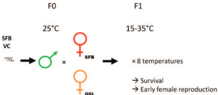 Figure 2 | Crossing scheme for the 6 temporal male populations. F0  males  were  crossed  with  F0  females  from  2  different  strains  (VC:  Vinh  Chau,  Vietnam;  SFB:  San  Francisco  Bay  population,  USA;  GSL:  Great  Salt  Lake)
