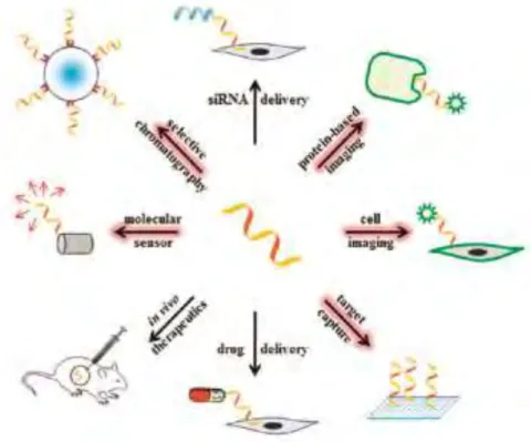 Figure  0-2 :  Schéma  indiquant  les  larges  domaines  d'applications  des  aptamères