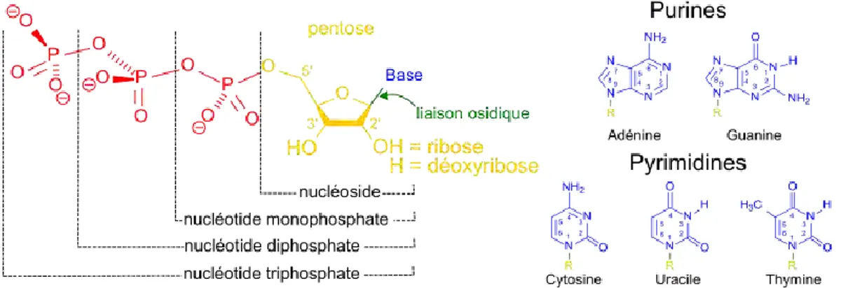 Figure 1-1 : Nucléotides et bases nucléiques. Issu de https://fr.wikipedia.org/wiki/Base_azot%C3%A9e  