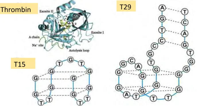 Figure 1-11 : liaison de l'aptamère T15 et de l'aptamère T29 avec la thrombine. Issu de 6 : Analytica Chimica Acta