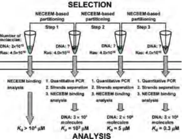 Figure 2-21 : Protocole de sélection d'aptamères par non-SELEX avec trois étapes d'injections Issu de (108)