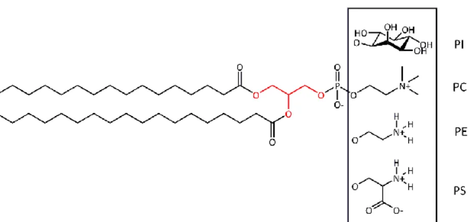 Figure 9 : Structure des principaux phosphoglycérides : le phosphatidylcholine (PC), le phosphatidylethanolamine (PE), le  phosphatidylsérine (PS) et le phosphatidylinositol (PI)