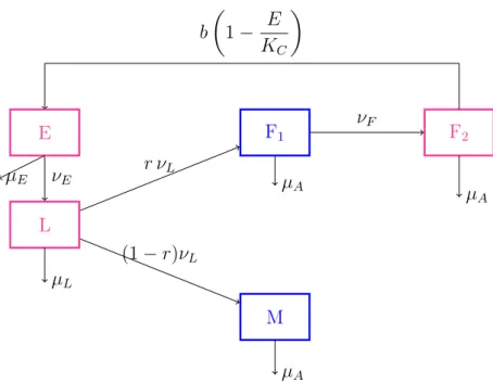 Figure 2.1: Life cycle of Sahlbergella singularis to the flow diagram given in Fig. 2.1, we derive the following ODES model: