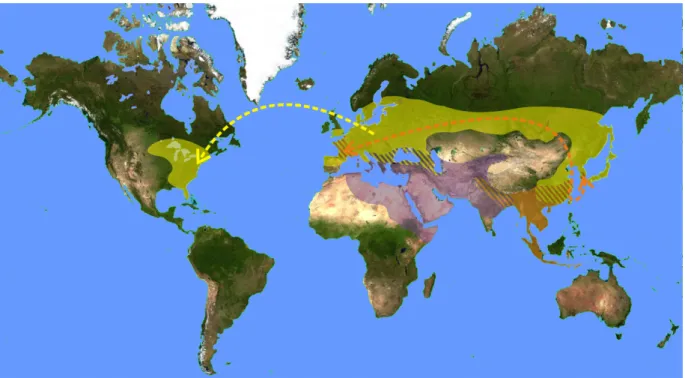 Figure 4 : Répartition mondiale des 3 espèces de frelon présentes en Europe 