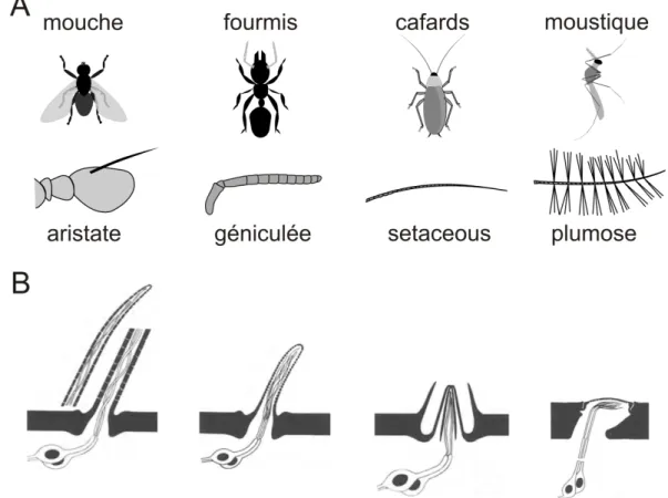 Figure 12 : Variabilité morphologique de l’antenne et des sensilles olfactives chez les insectes