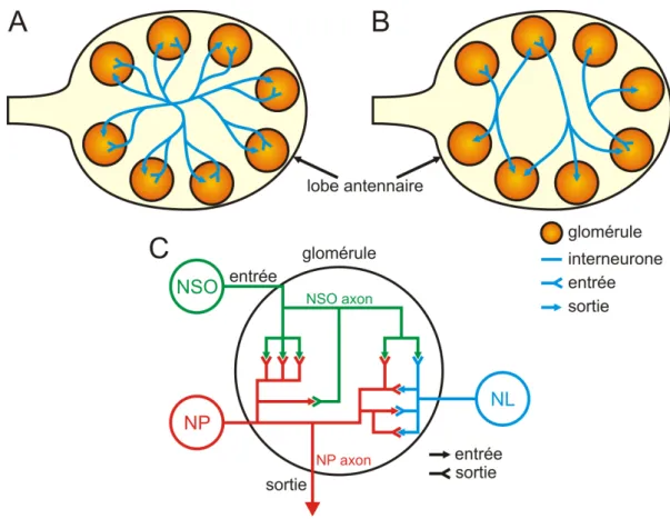 Figure 17 : réseaux neuronaux au sein du lobe antennaire 