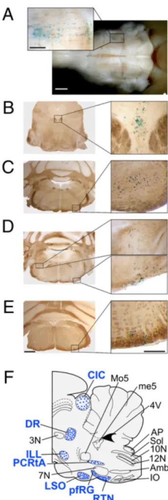 Fig. 1. Localization of Task2 channels in the adult mouse brainstem. (A) X- X-gal staining (blue) of the adult (6 months of age) mouse brainstem showing Task2-expressing cells at the ventral surface around the facial motor (VII) nucleus