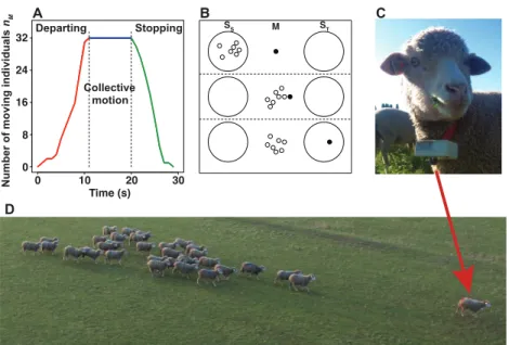 Figure 1. Experimental collective observations. (A) The number of moving individuals (n M ) as a function of time in one of the trials with 32 sheep